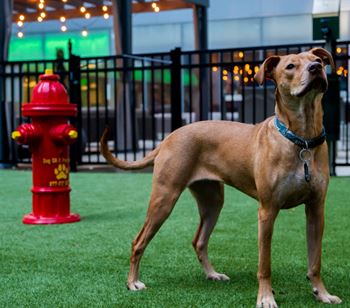 On-site bark park located in the courtyard